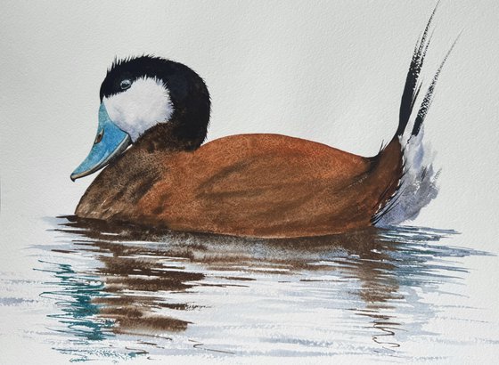 Rosse stekelstaart Ruddy Duck