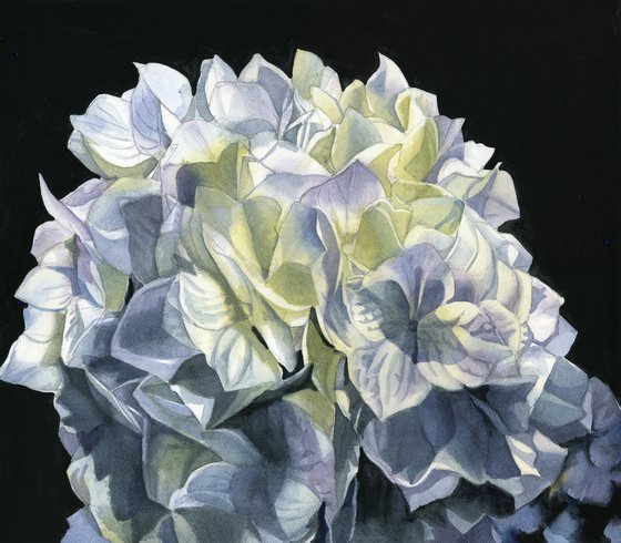 blue hydrangea