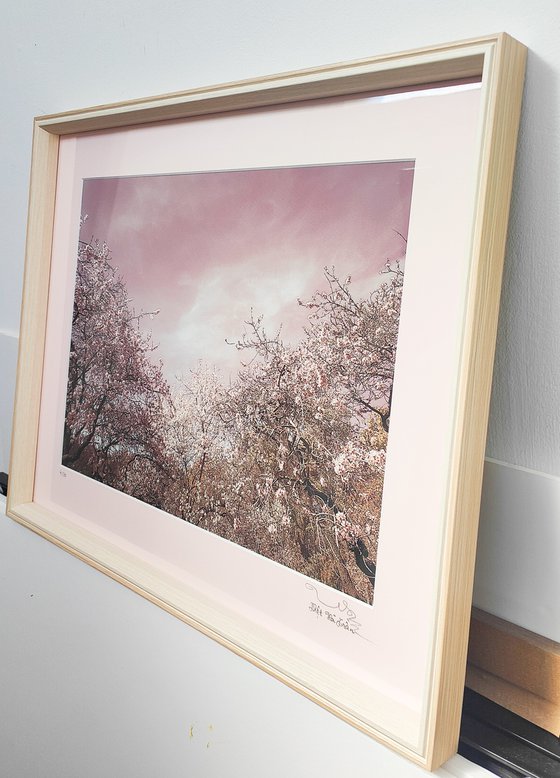 (FRAMED) Spring is in the air III