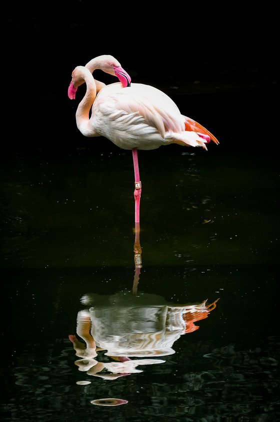 Flamingo_2