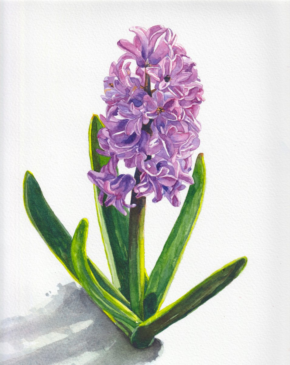 Pink hyacinth by Krystyna Szczepanowski