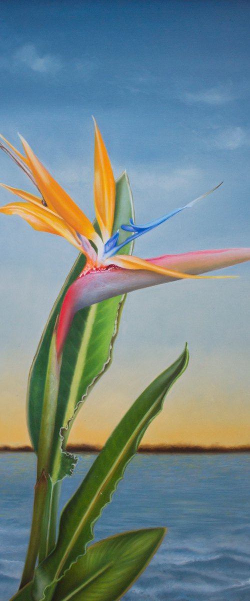 Bird of Paradise by Carlos Bruscianelli