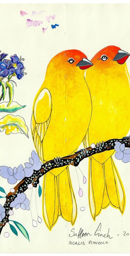 Saffron Finch and Flowers by Fran Giffard