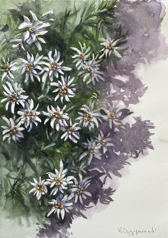 Edelweiss
