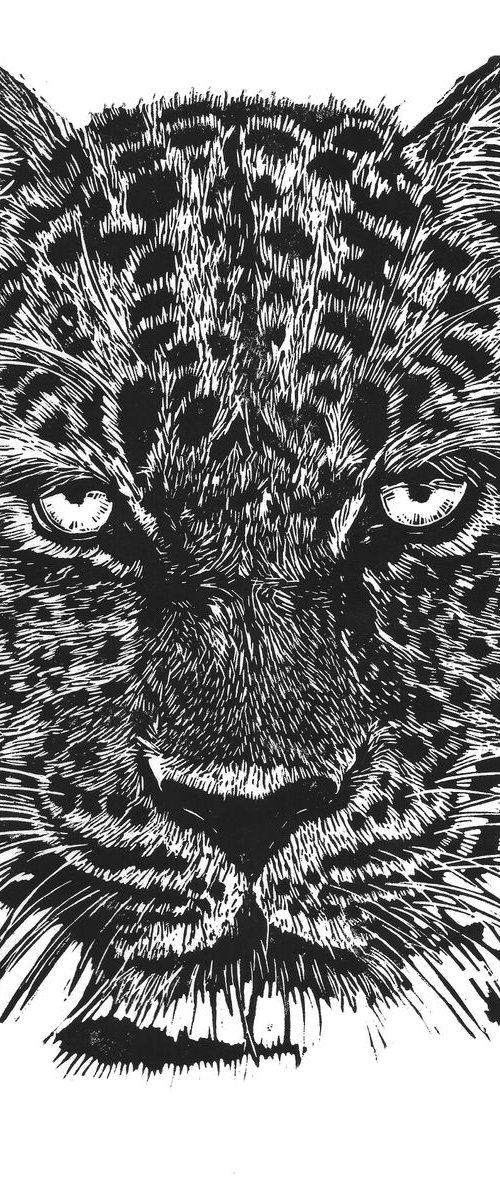 Leopard by Steve Bennett