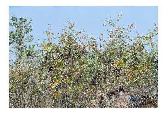 An Abandoned Spanish Orange Orcha