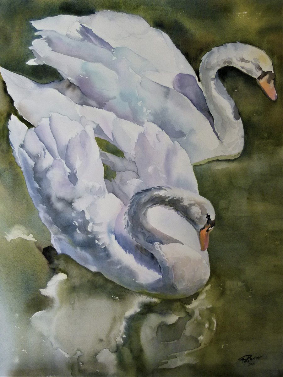 White swans by Yuryy Pashkov