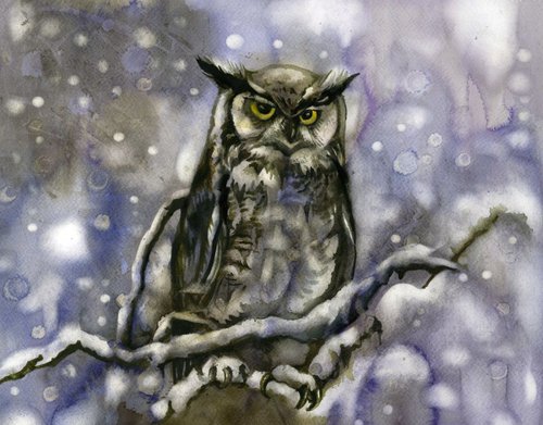 owl in snow by Alfred  Ng