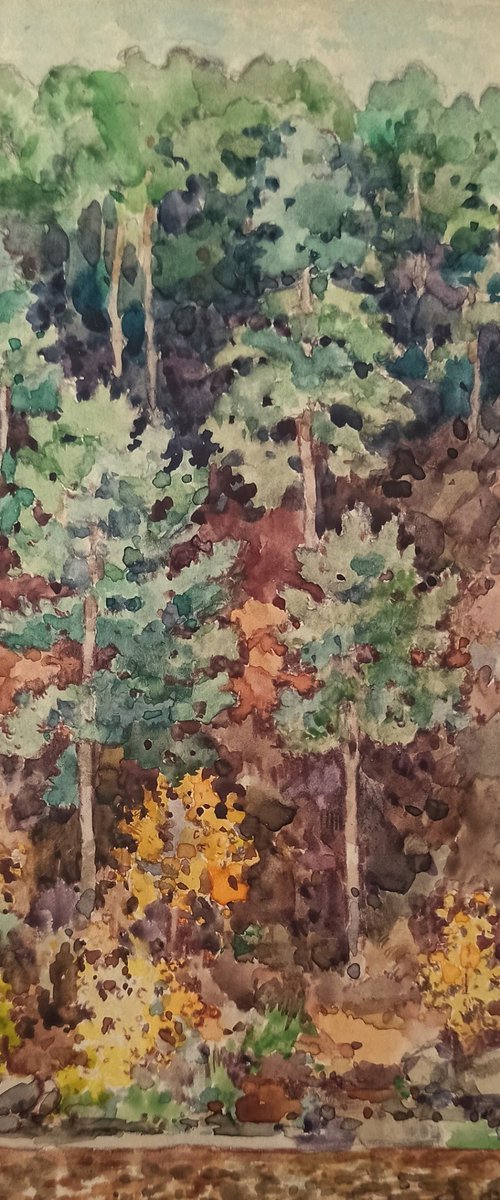 The pine hill by Olga Goryunova