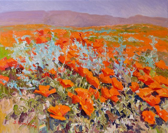 California Poppies
