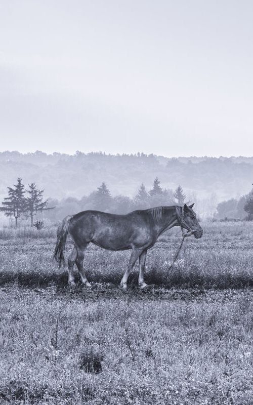 Horse in the field by Julia Gogol