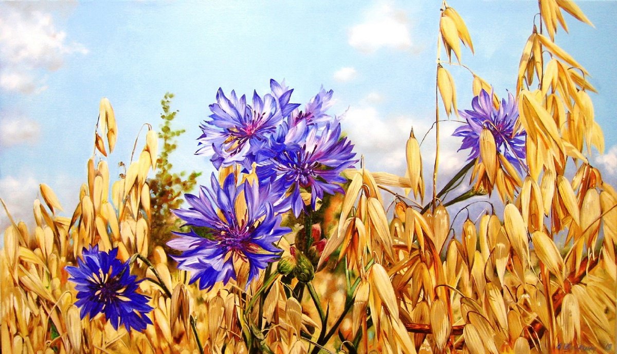 Blue Cornflowers in Field by Natalia Shaykina