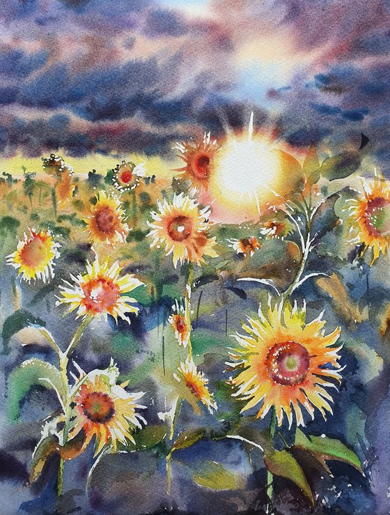 Yellow sunflowers field