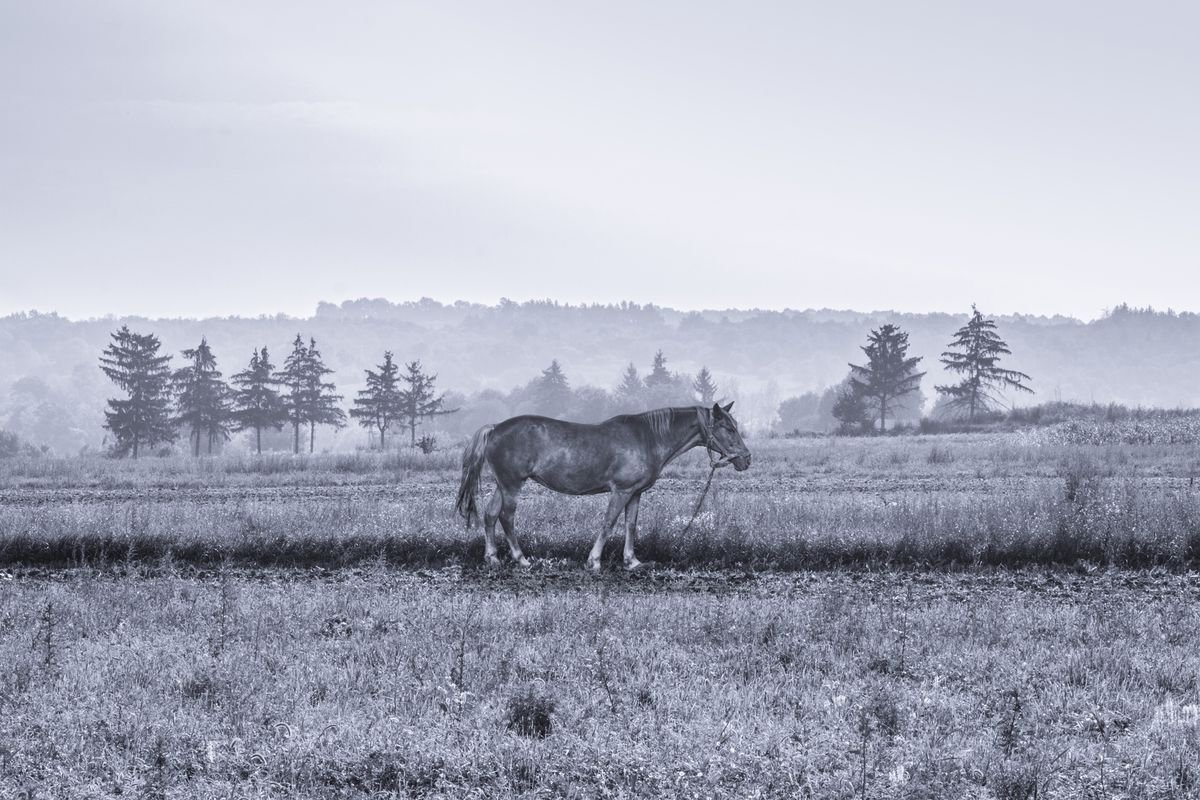 Horse in the field by Julia Gogol
