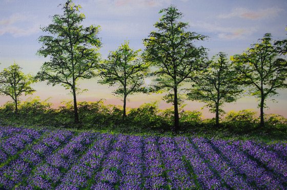 Lavender Fields at Dusk