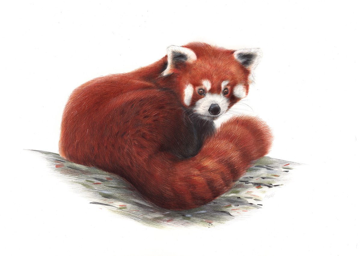 Red Panda Portrait (Realistic Ballpoint Pen Drawing) by Daria Maier