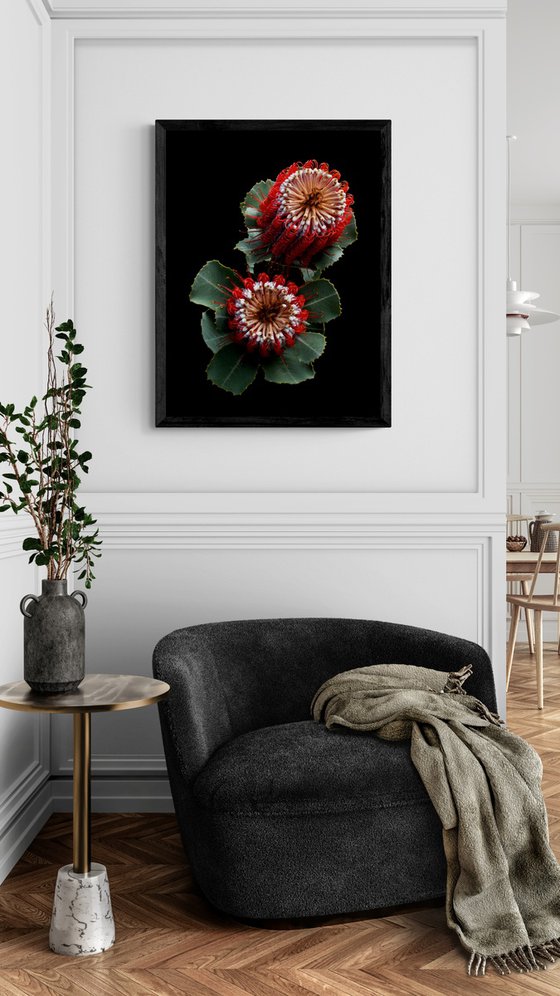 Banksia Coccinea