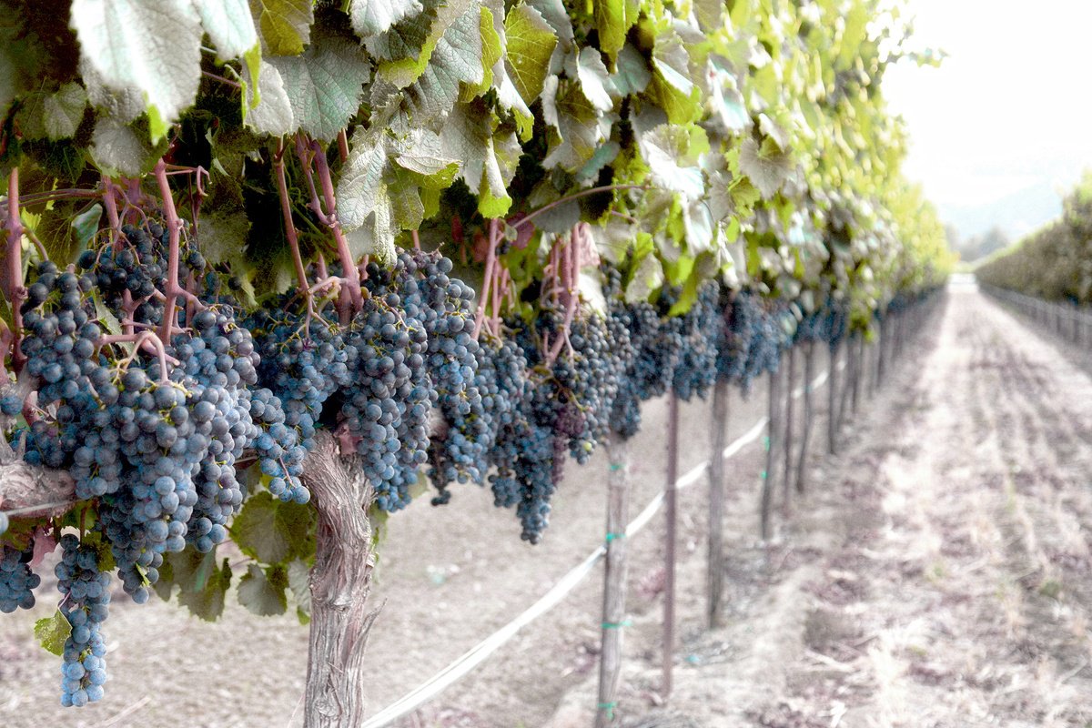 Photorealistic Botanical Photograph By Emily Kent, 37 X 25, Harvest Time Muted Color, Original Artwork