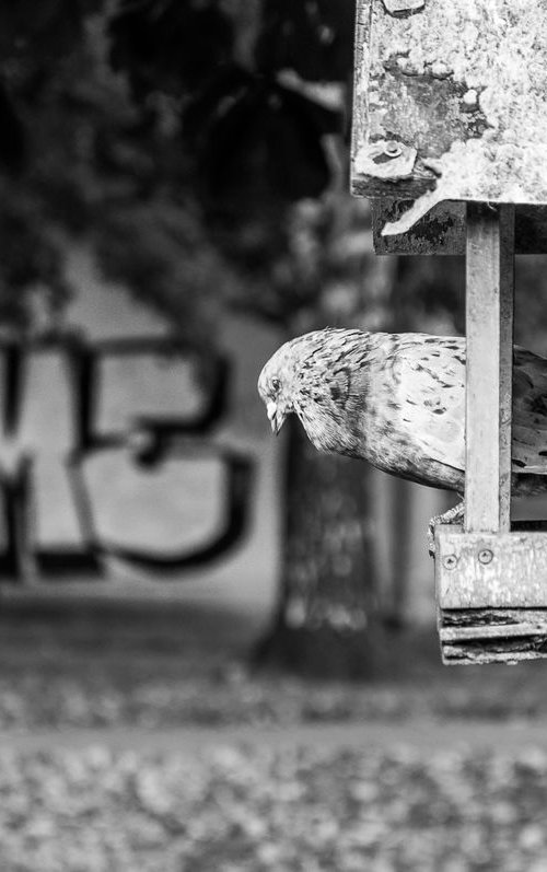 Bow down (from the "Birds" set) by Adam Mazek
