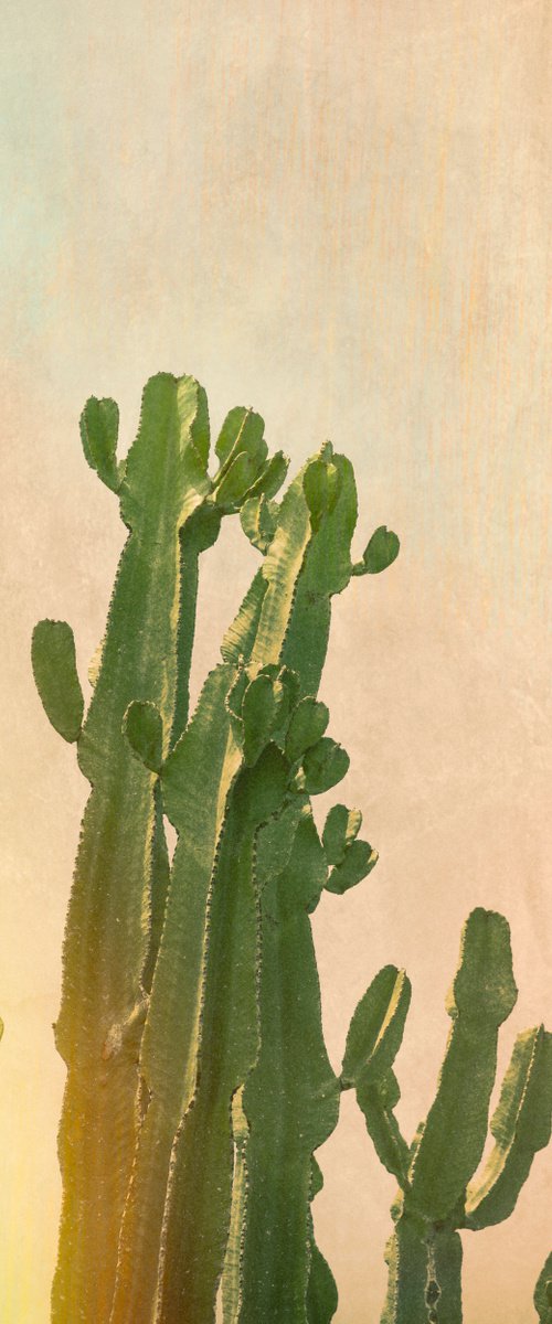Cactus glow by Louise O'Gorman
