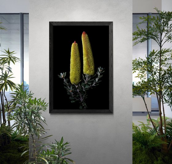 Cut-Leaf Banksia