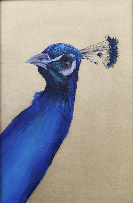 Peacock Portrait in Electric Blue