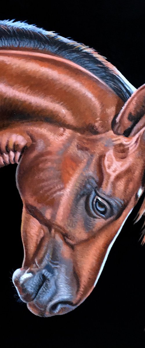 Horse Head III by Alexander Titorenkov