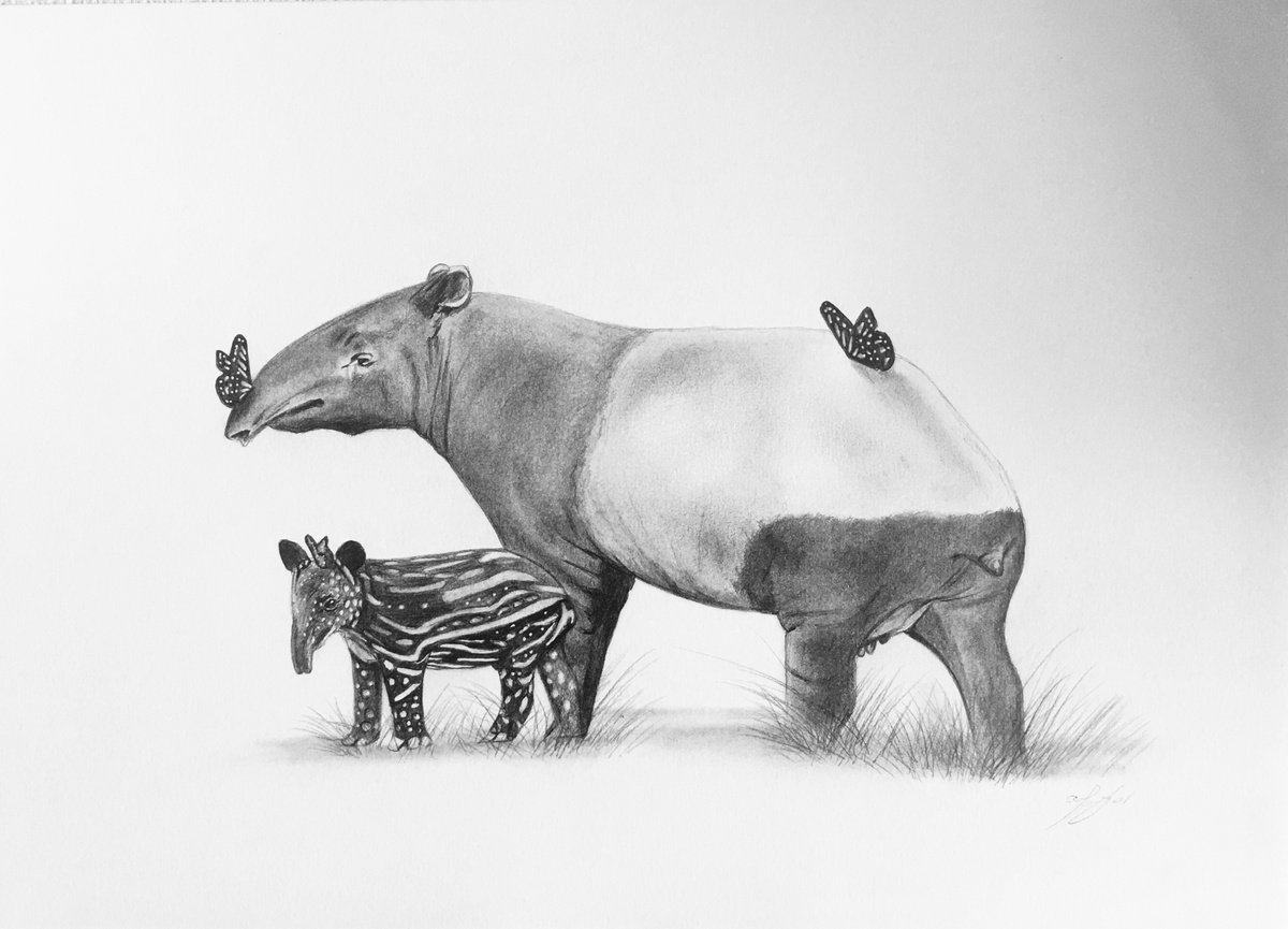 Tapir and baby by Amelia Taylor