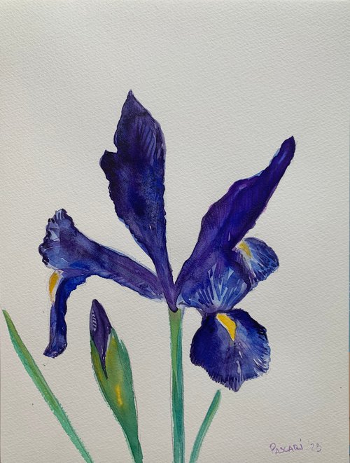 Iris by Olga Pascari