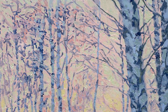March morning. Birch trees
