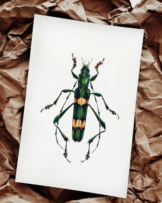 Polyzonus flavocinctus, long-horned beetle from Laos