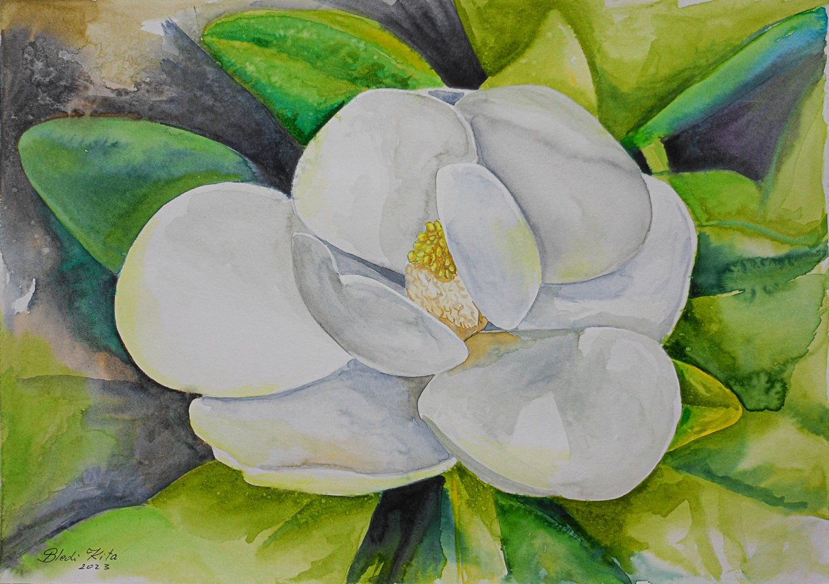 Magnolia flower, watercolor by Bledi Kita