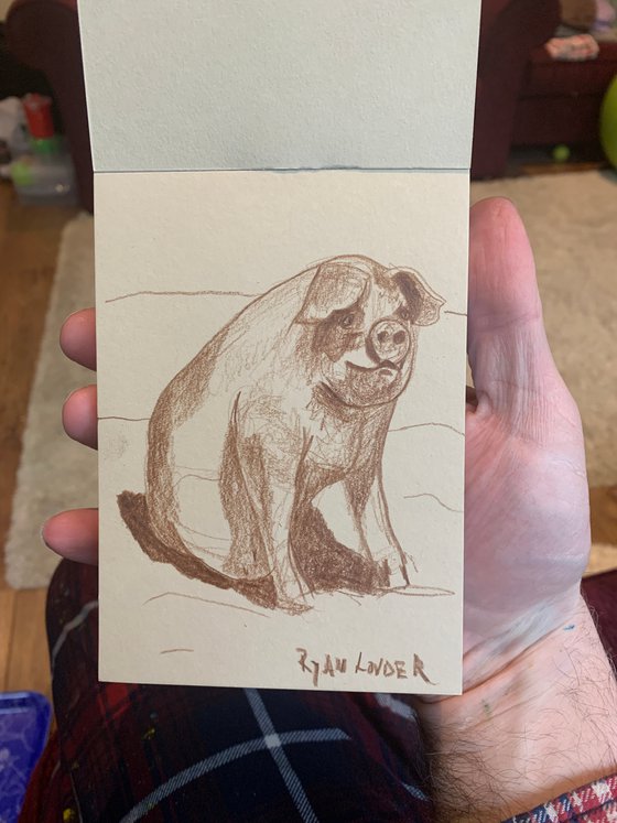 Small Pig  Drawing - Sitting Pig