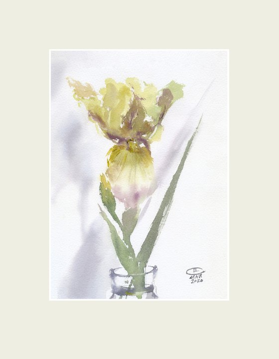 Cream iris. Tender flowers