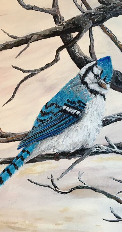 Sassy Blue Jay by Donna Daniels