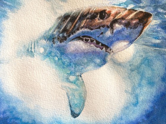 White Shark