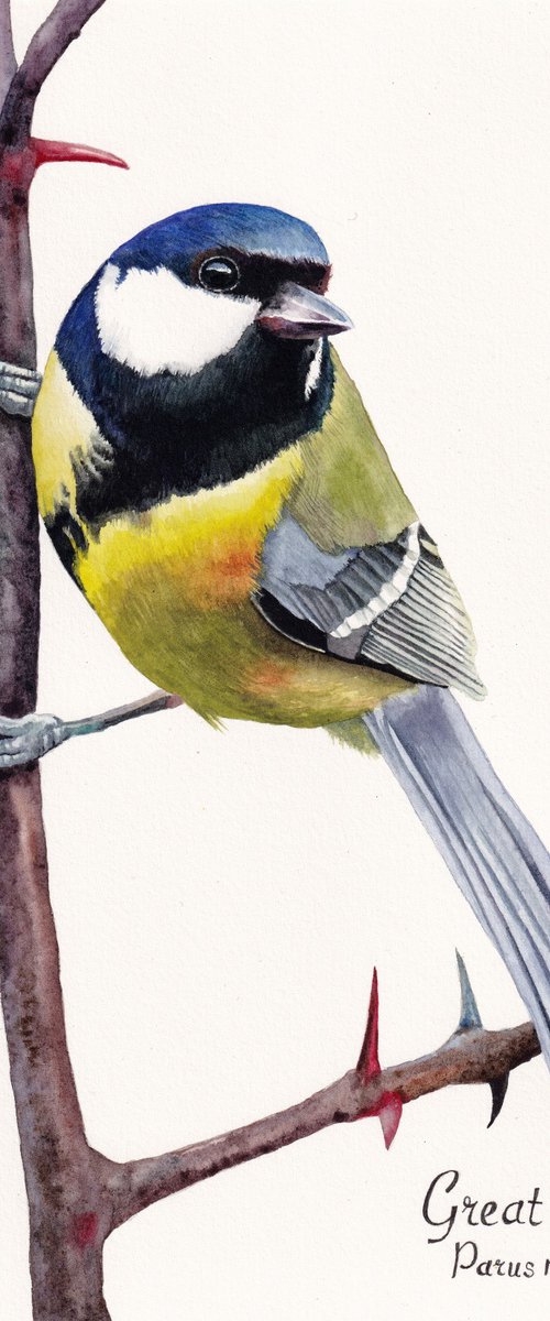 Great Tit by Lisa Lennon