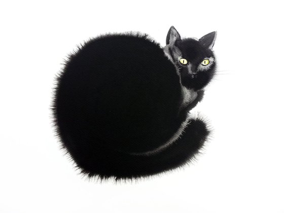 Black cat