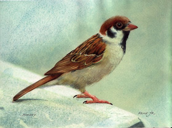 Sparrow