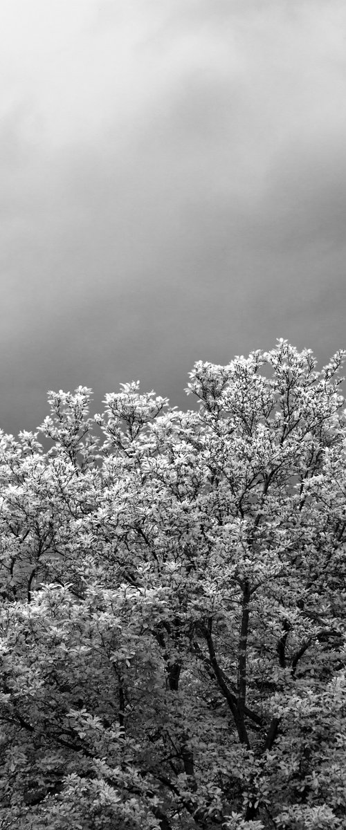 #73 Florence Nature - three V by Mattia Paoli