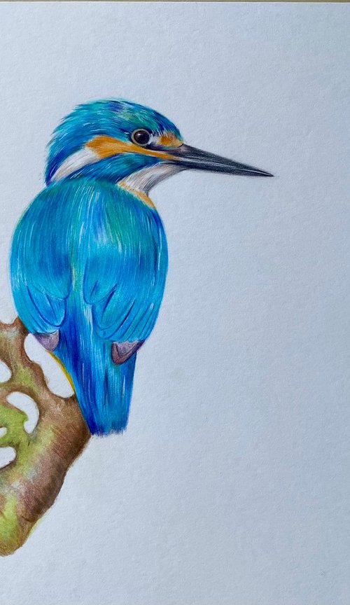 Realistic kingfisher pencil drawing by Bethany Taylor