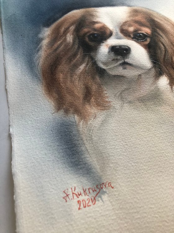 cavalier king charles spaniel