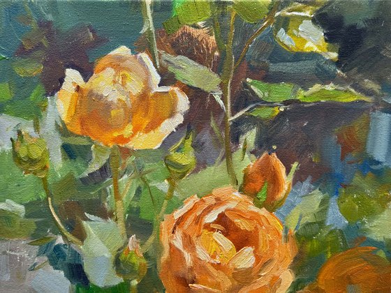 Apricot Roses