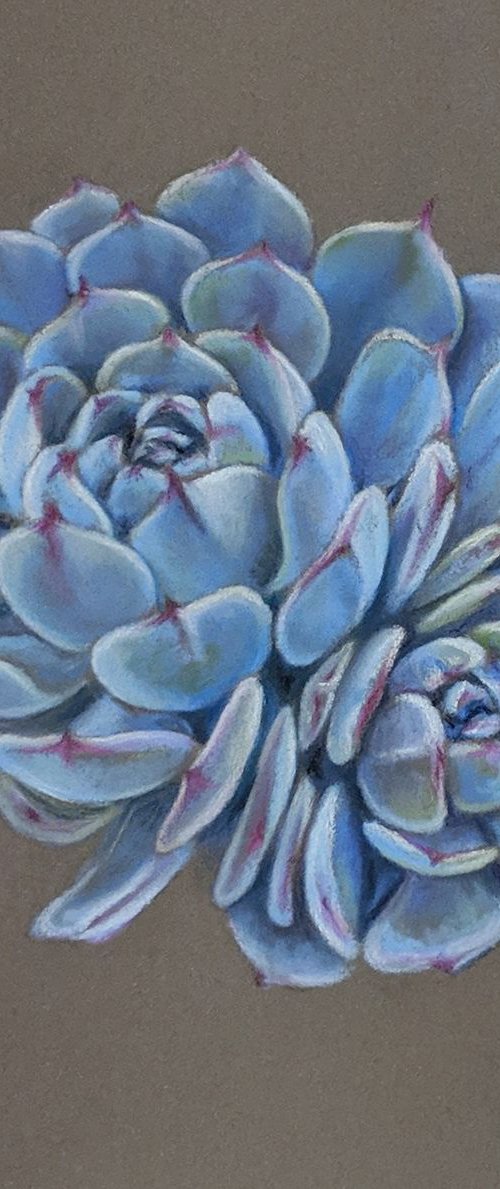 Blue succulent by Tatjana Bril