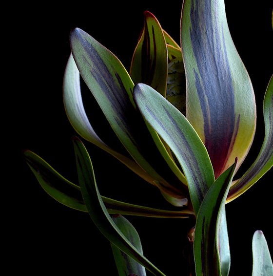 Burgundy Blaze Leucadendron