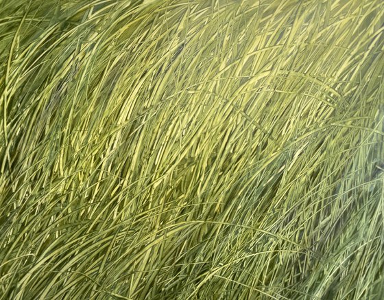 Grass