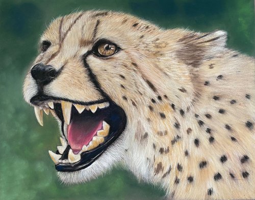 Cheetah by Maxine Taylor