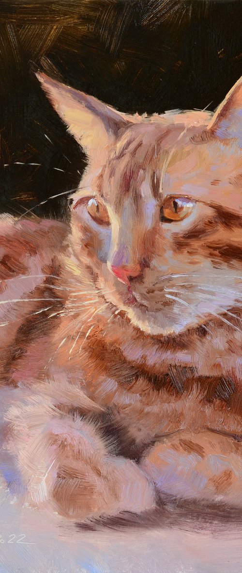 Cat by Ruslan Kiprych