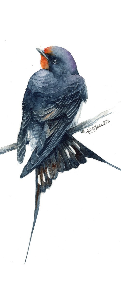 Barn swallow, bird in watercolor by Karolina Kijak