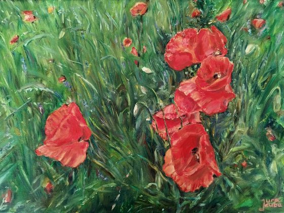 Red Poppies In The Meadow